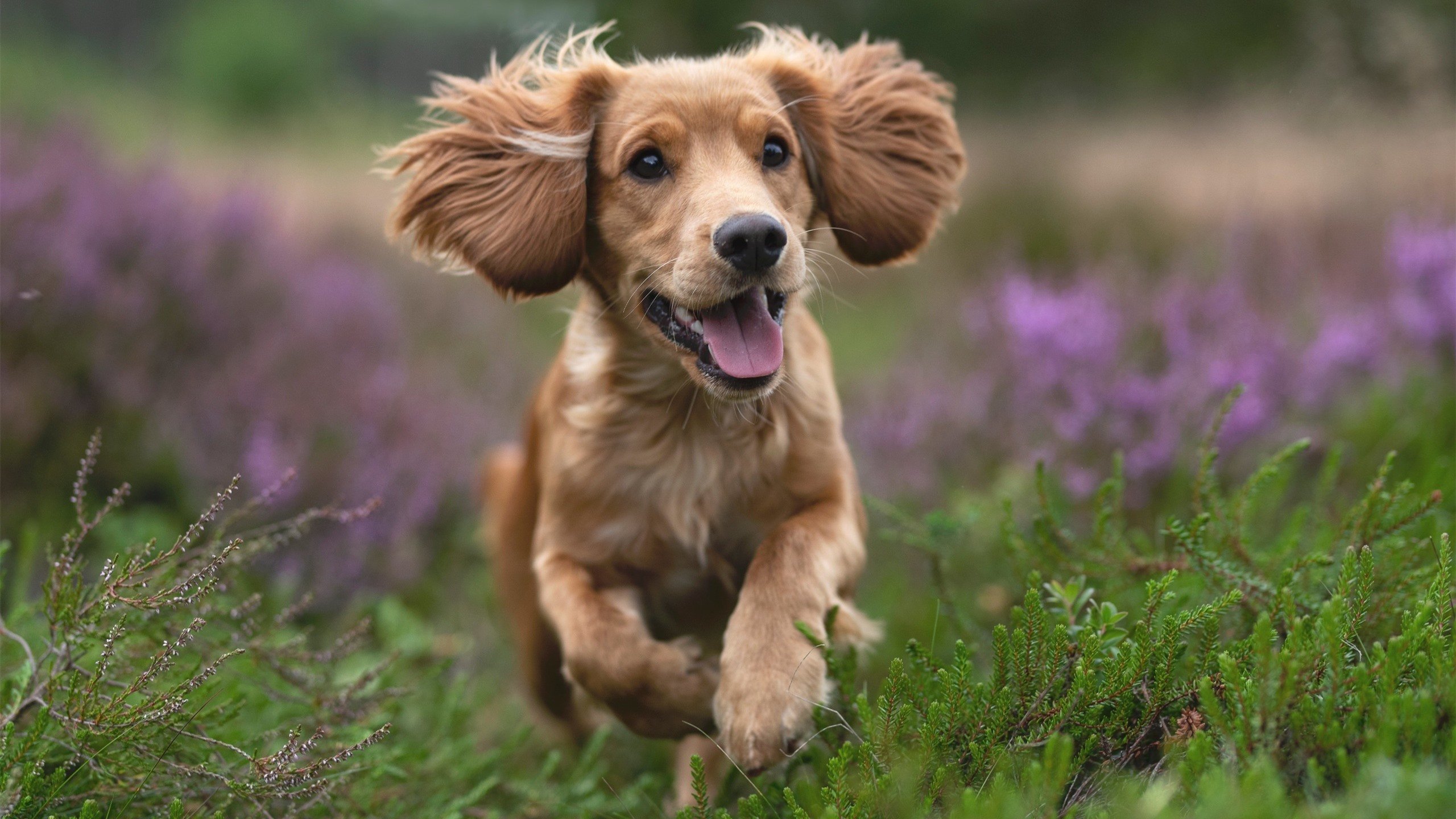 冷门制造者,当猛龙掀翻篮网,霍勒迪在德甲上演王者归来