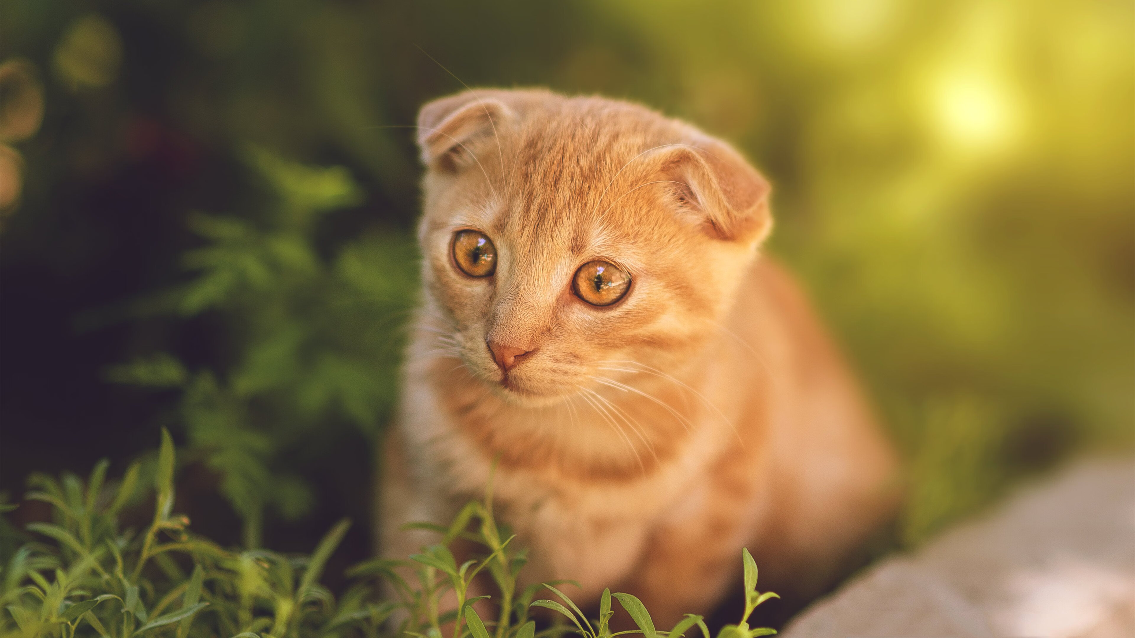 从CBA到世界杯,辽宁队的鹈鹕密码与保罗的2026足球启示录