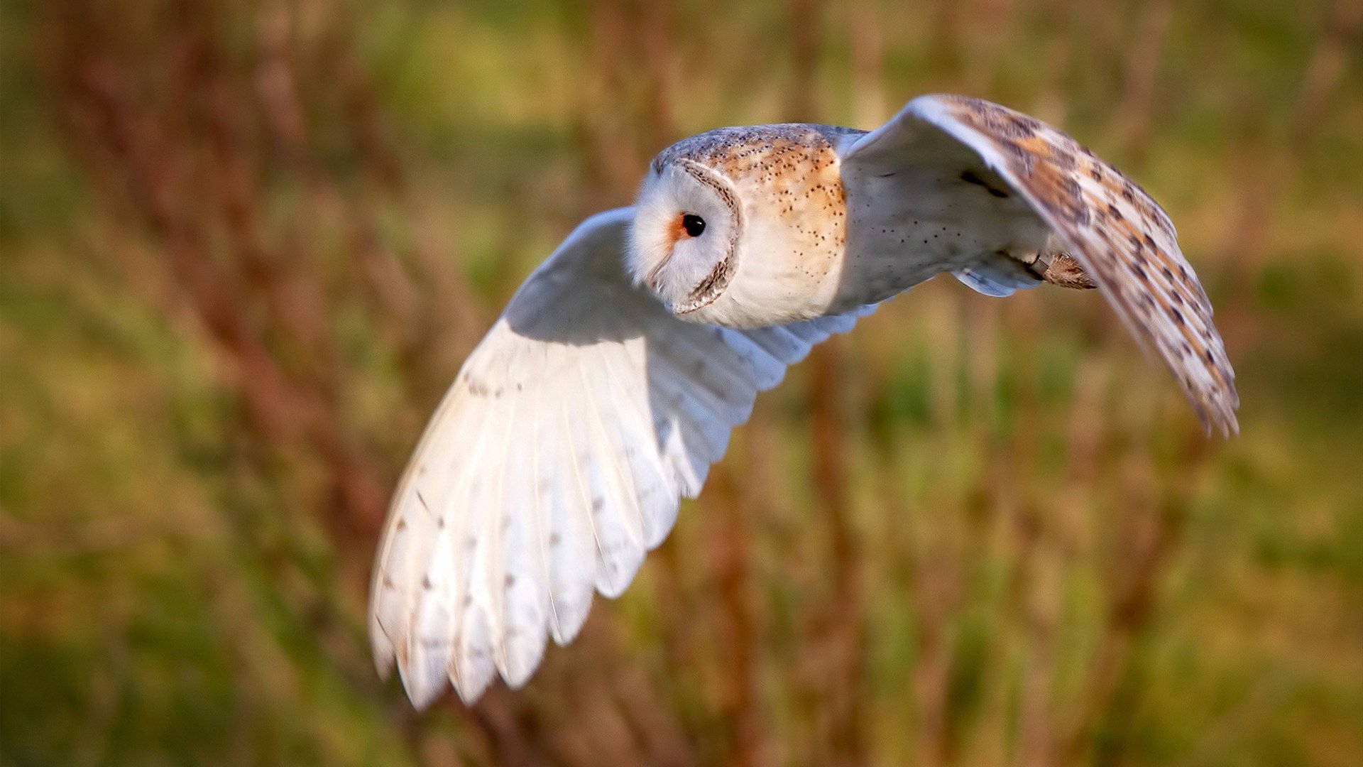 巴黎铁塔与闪电的对决,当格纳布里的数据烟花照亮王子公园
