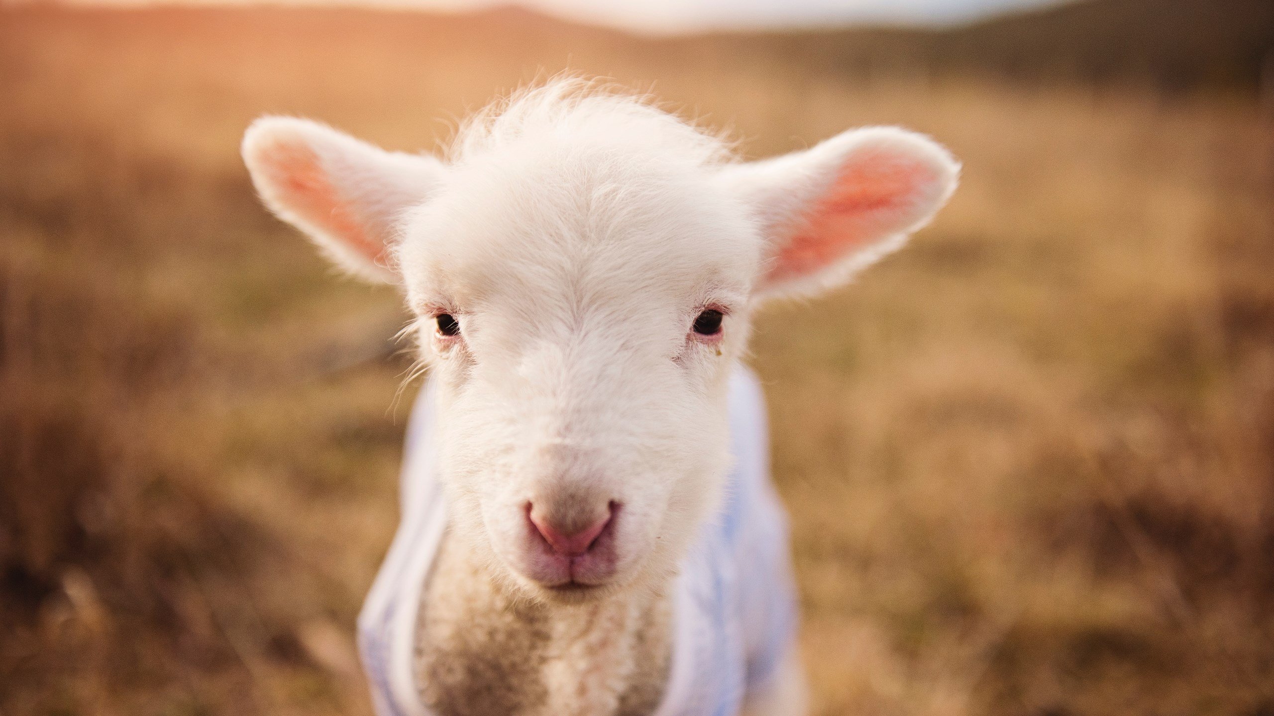 速度与激情,纪录与传承—这个夜晚,人类突破不止一种模样