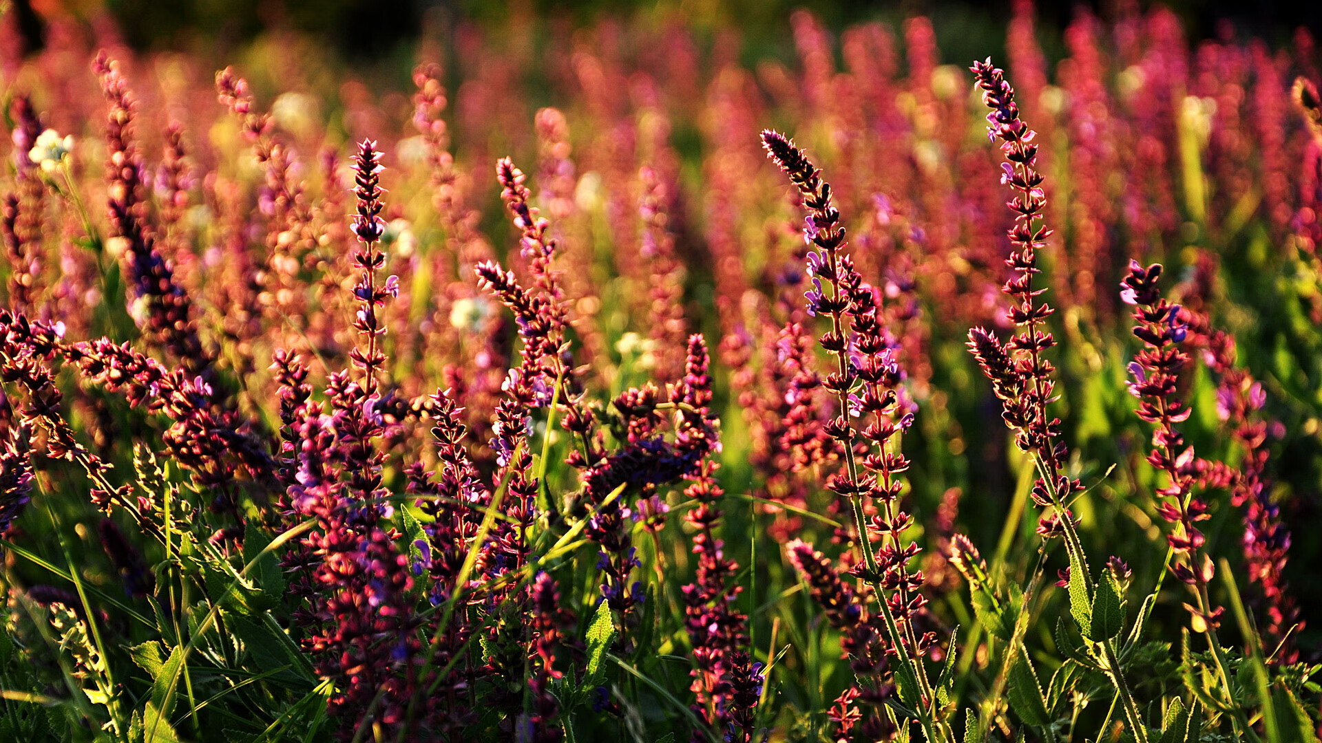 电竞版天王山之战！雷霆队硬仗基因觉醒，像多特阻击拜仁般拿下太阳
