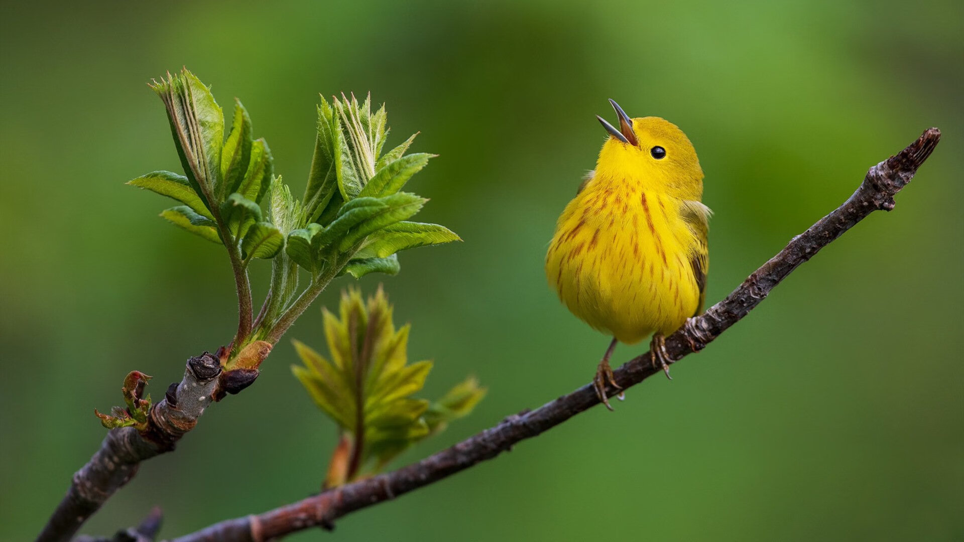末节风暴，杰伦·格林如何从沉默者蜕变为关键先生