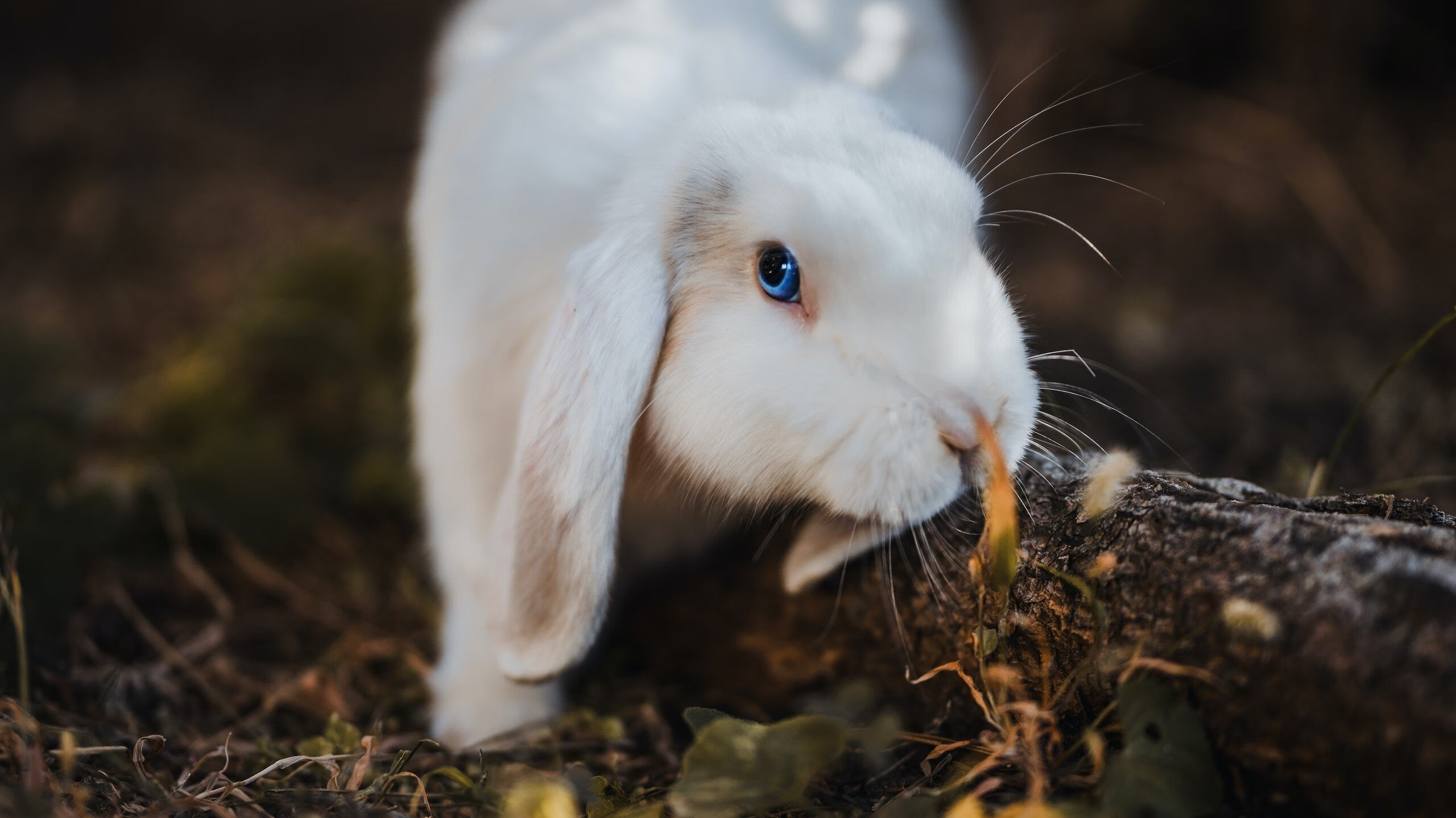 一瞬即永恒,罗德里戈在圣西罗的淬火之夜