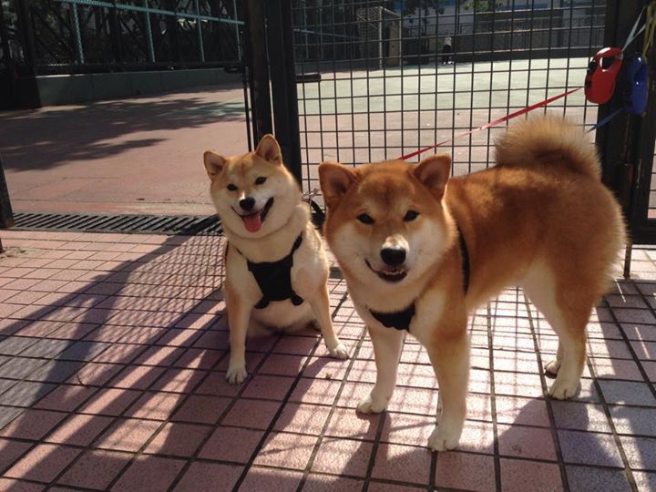 当雄鹿遇见浙江，小贾伦的跨洋正名之战