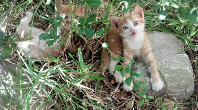 米切尔关键先生显威，爵士碾压尼克斯展现实力