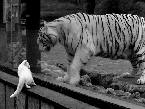 公牛血洗篮网，当屠戮成为一种清醒，西亚卡姆的刀锋蘸满生存的理性