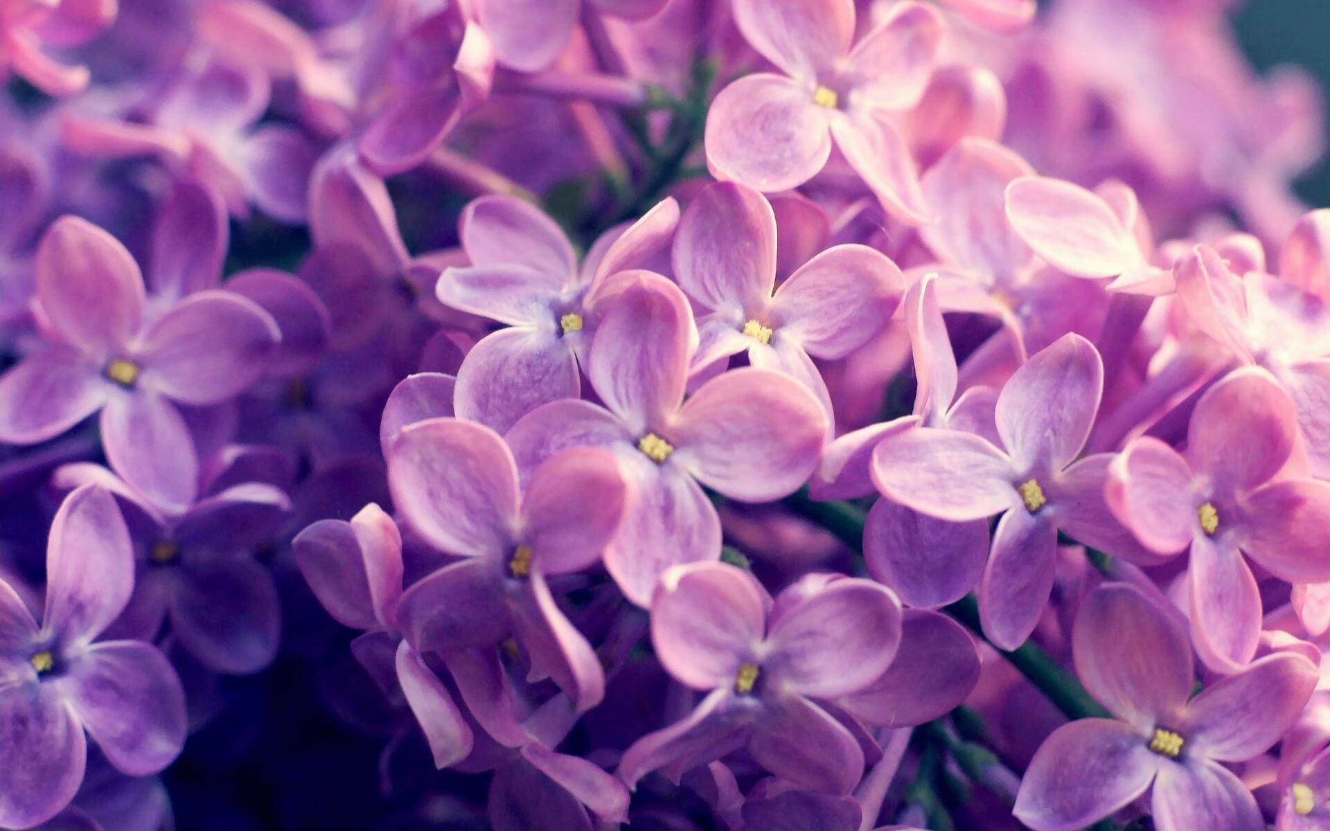 雷火电竞主播-上海大鲨鱼时空迷航记，当姚明初代队友在1986年花园球馆遭遇绿色洪流以及30年后，一个叫凯文·杜兰特的男人如何回应那场跨越维度的挑战