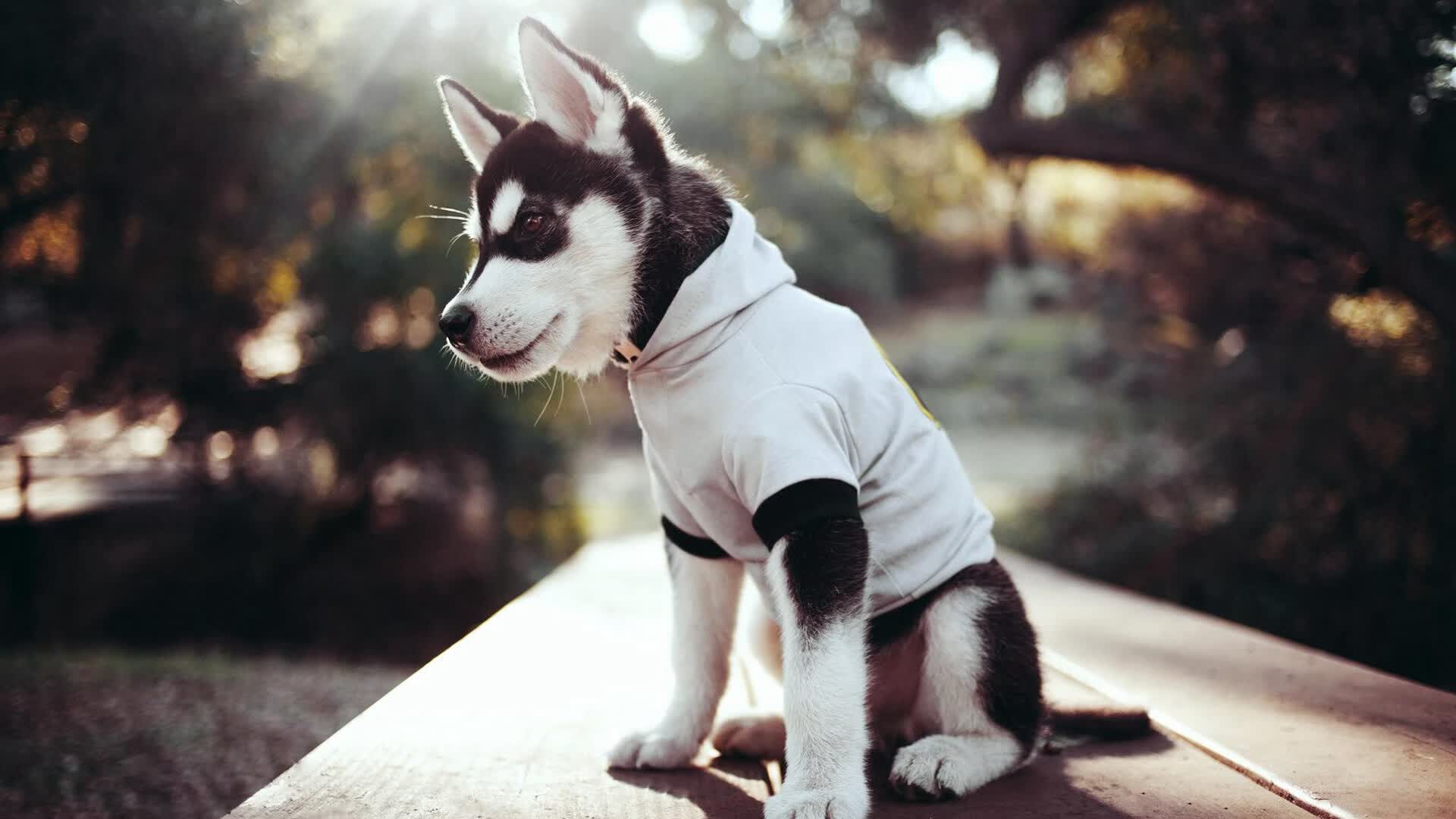 绝杀烈焰！奥亚尔萨瓦尔孤胆英雄，雷恩末章改写葡萄牙终局