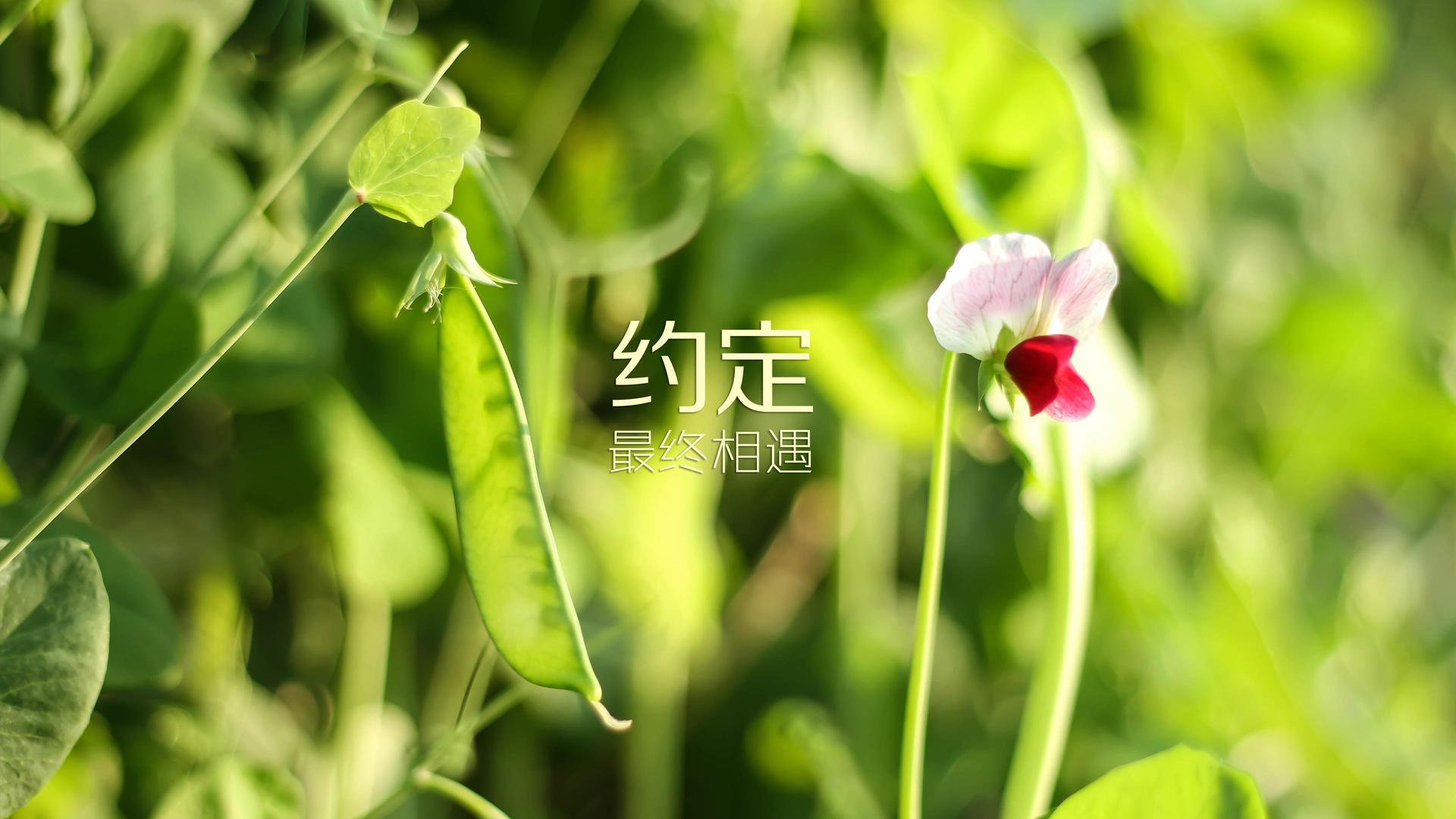 逆转与王者，2026世界杯D组生死战，伊拉克绝地反击挪威，姆巴佩领衔法兰西锁定头名